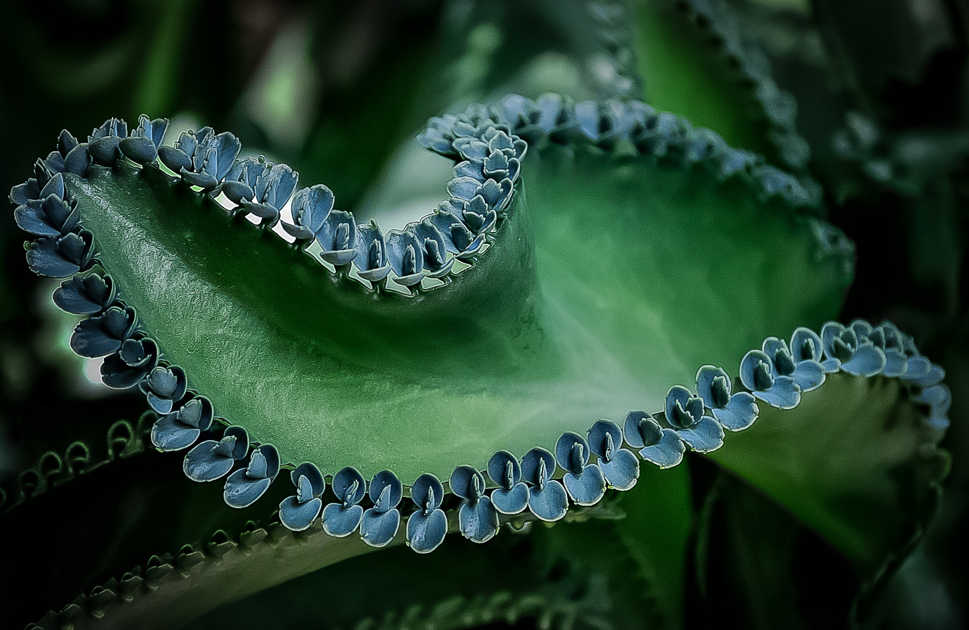 Plant leaf green nature natural free image download