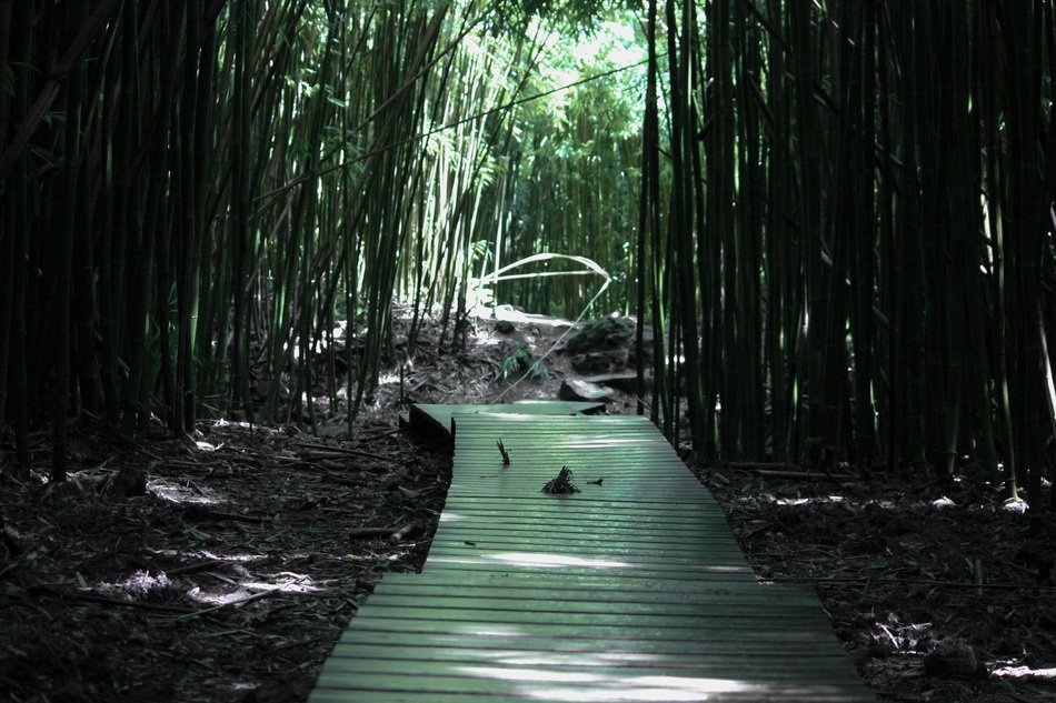 Boardwalk in green bamboo forest, usa, hawaii free image download
