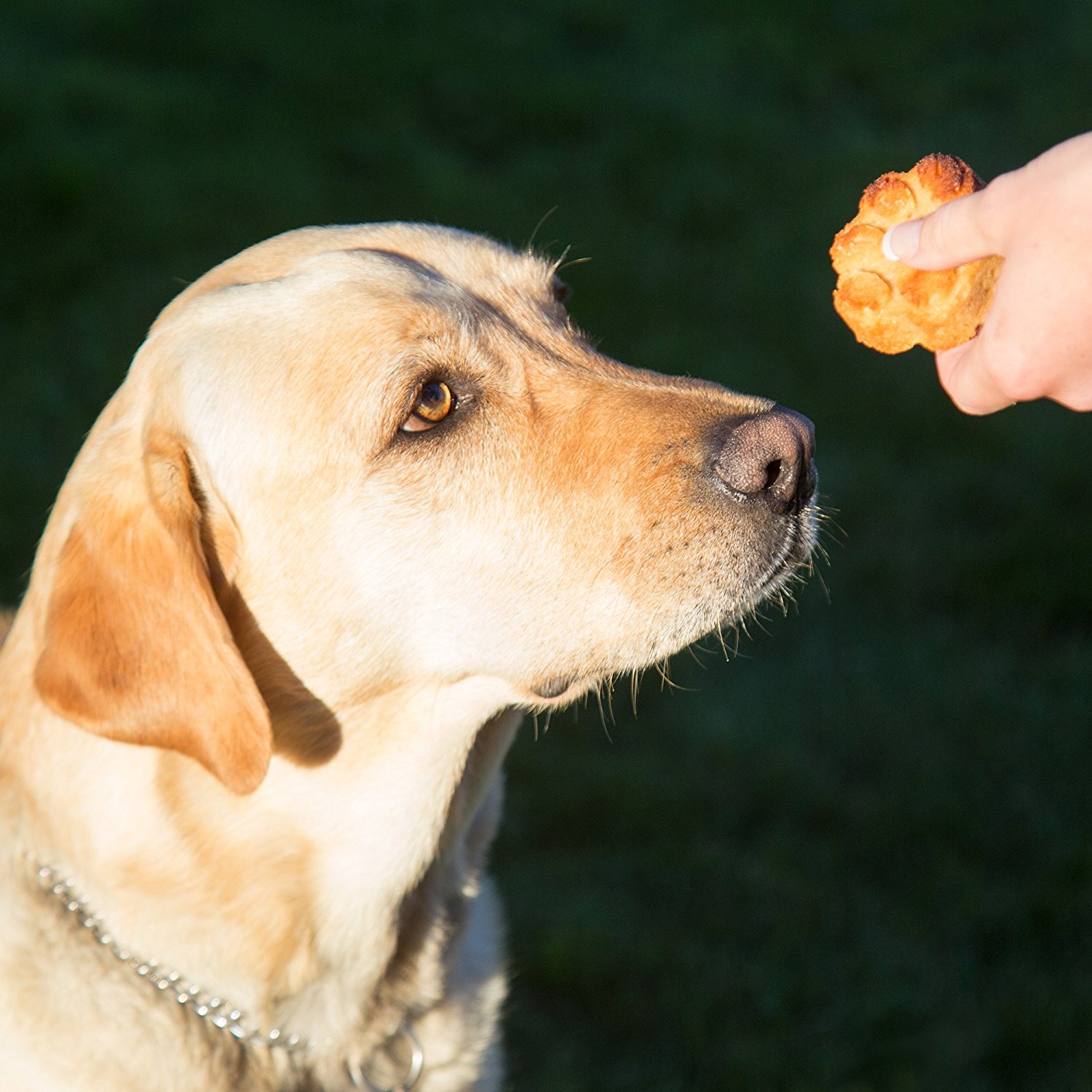 Domestic Corner Dog Bone and Paw Print Silicone Baking Pans Set of 2