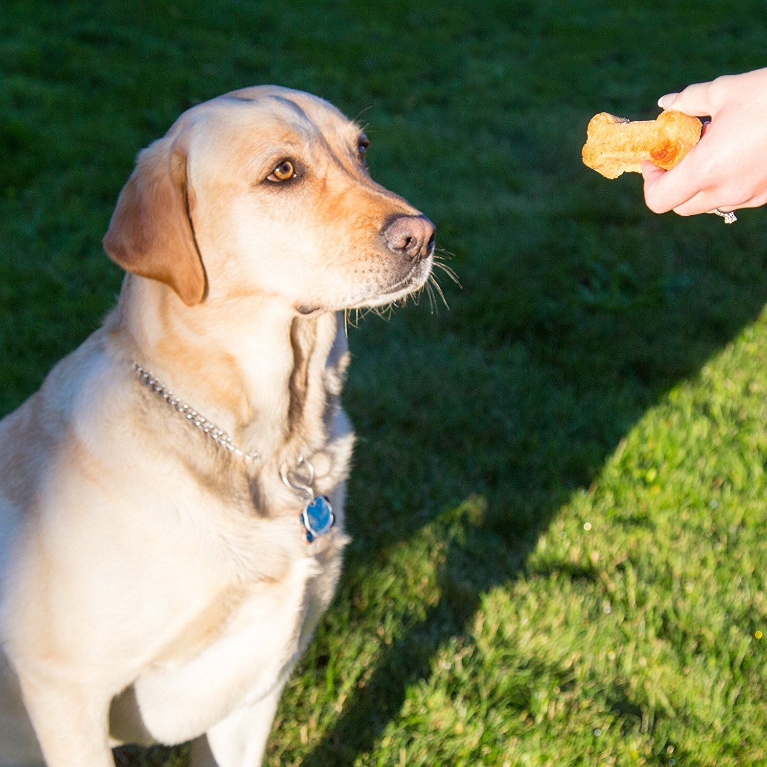 Domestic Corner Dog Bone and Paw Print Silicone Baking Pans Set of 2