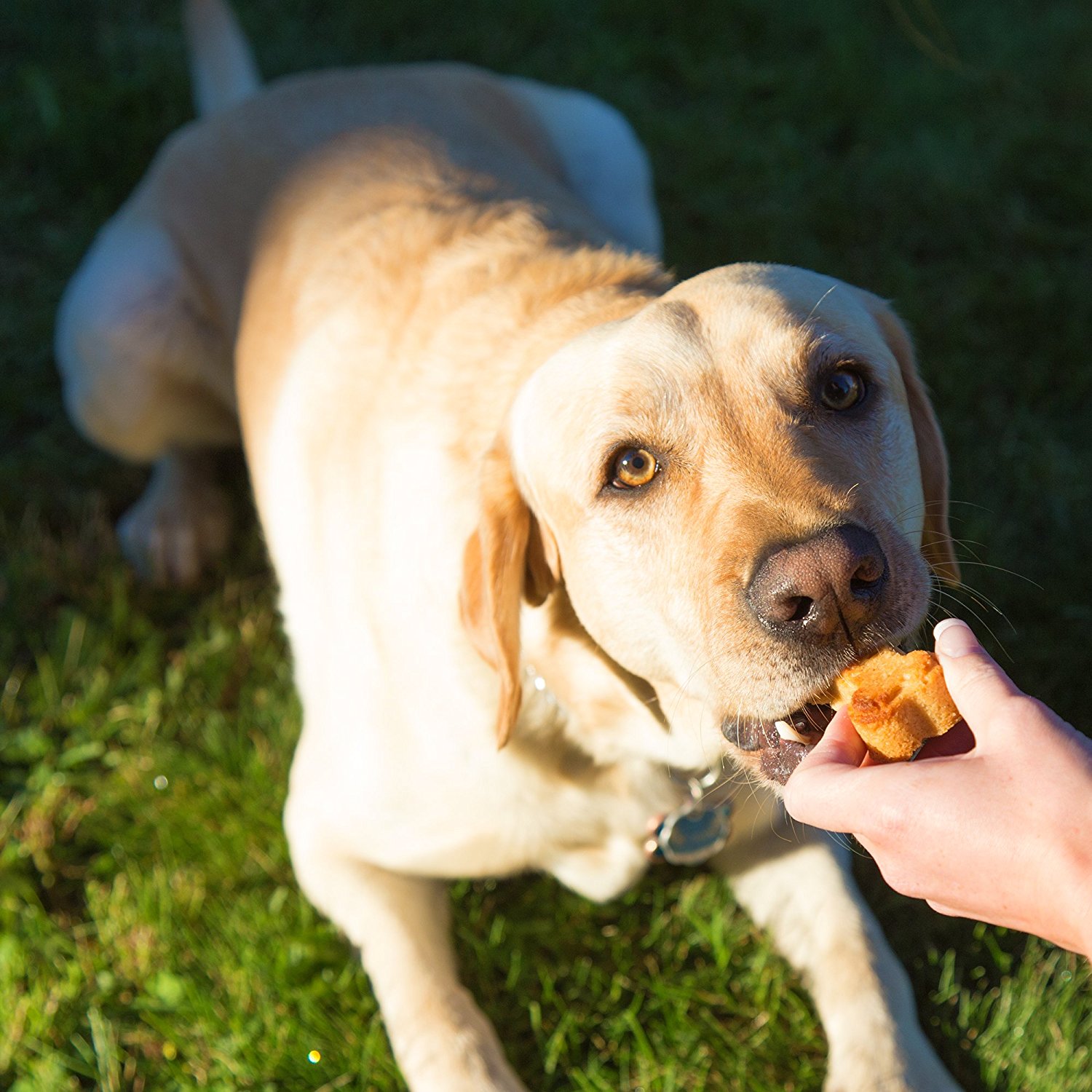 Domestic Corner Dog Bone and Paw Print Silicone Baking Pans Set of 2