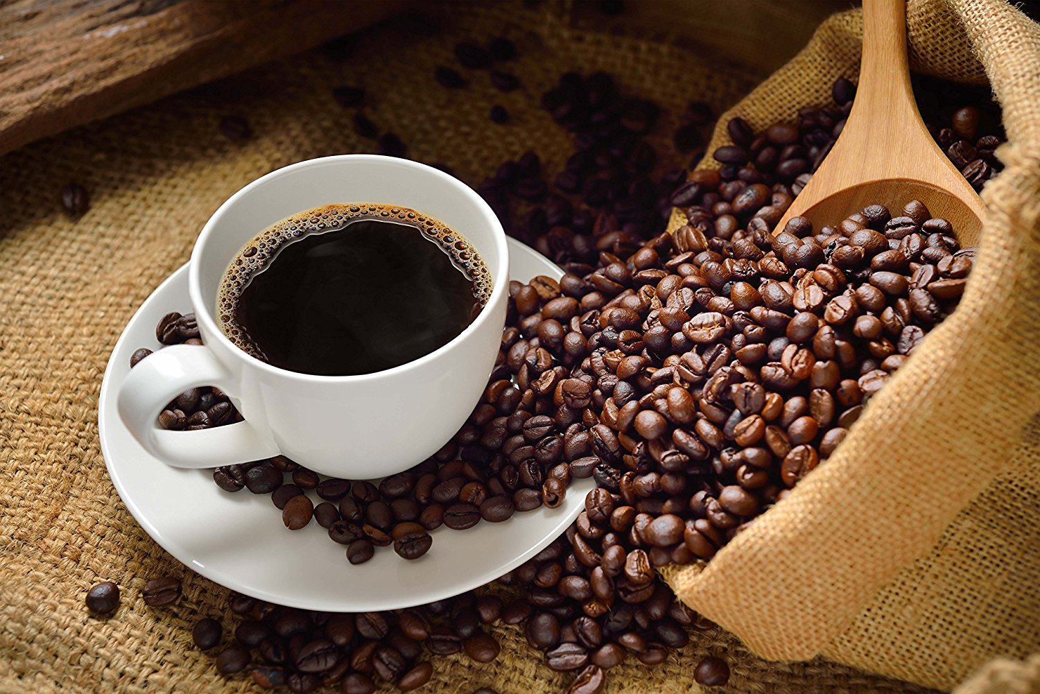 Jungle Coffee Beans Costa Rican Organic Dark Roast Whole Bean (1 lb