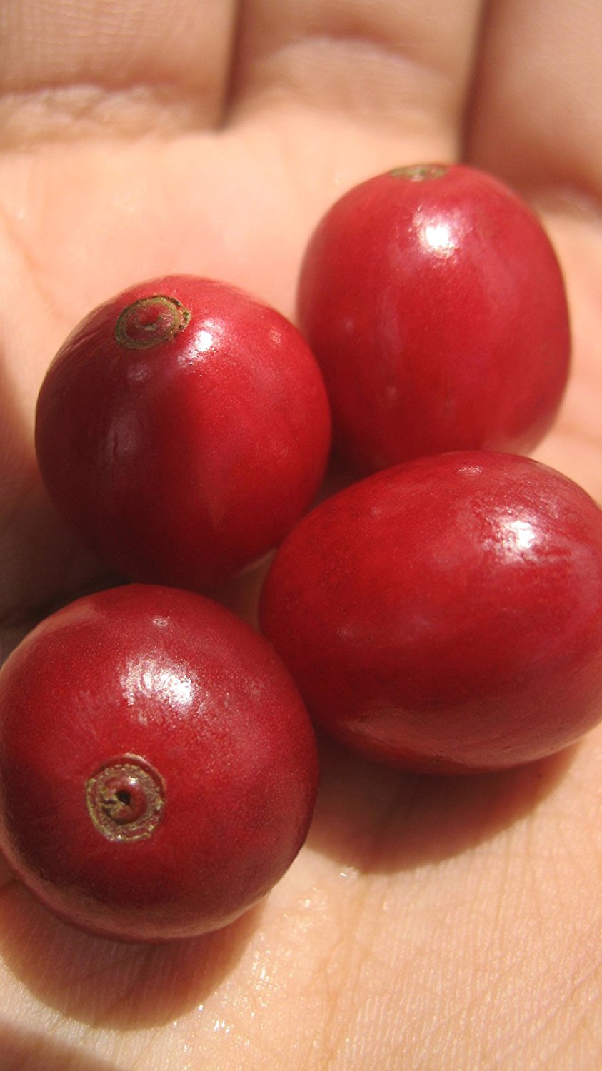 Farmdirect 100 Kona Coffee, Medium Roast, Whole Beans, 1 Lb N2 free image download