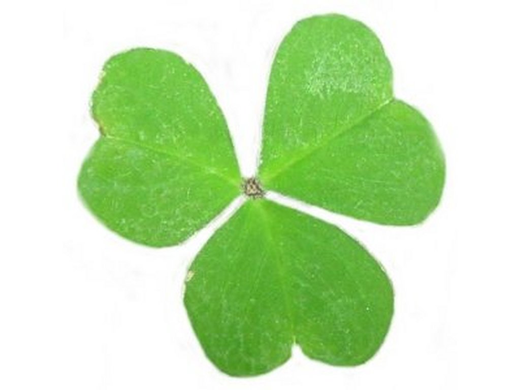 Clip art of green Clover free image download