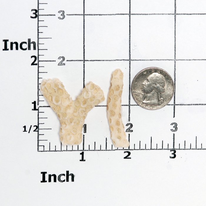 Coral Silicone Mold Food Safe Fondant, Chocolate, Candy, Resin, Polymer