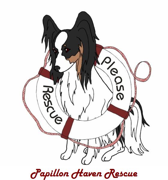 Papillon Dog Clip Art free image download