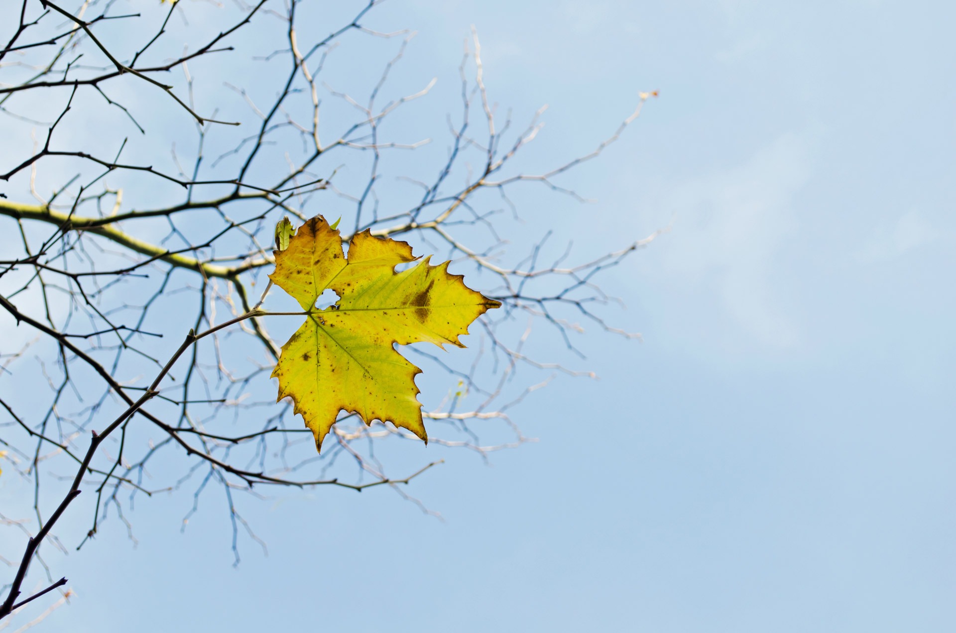 Last yellow leaf branch branches free image download