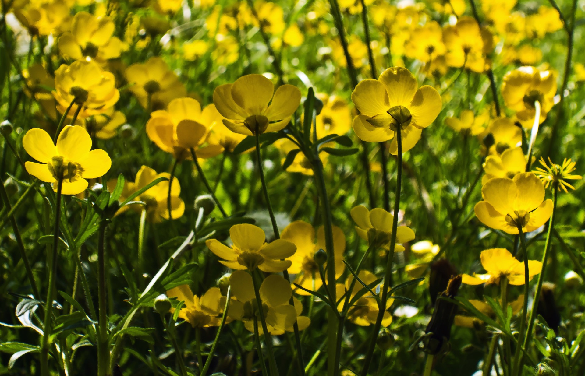 Field of yellow flowers free image download