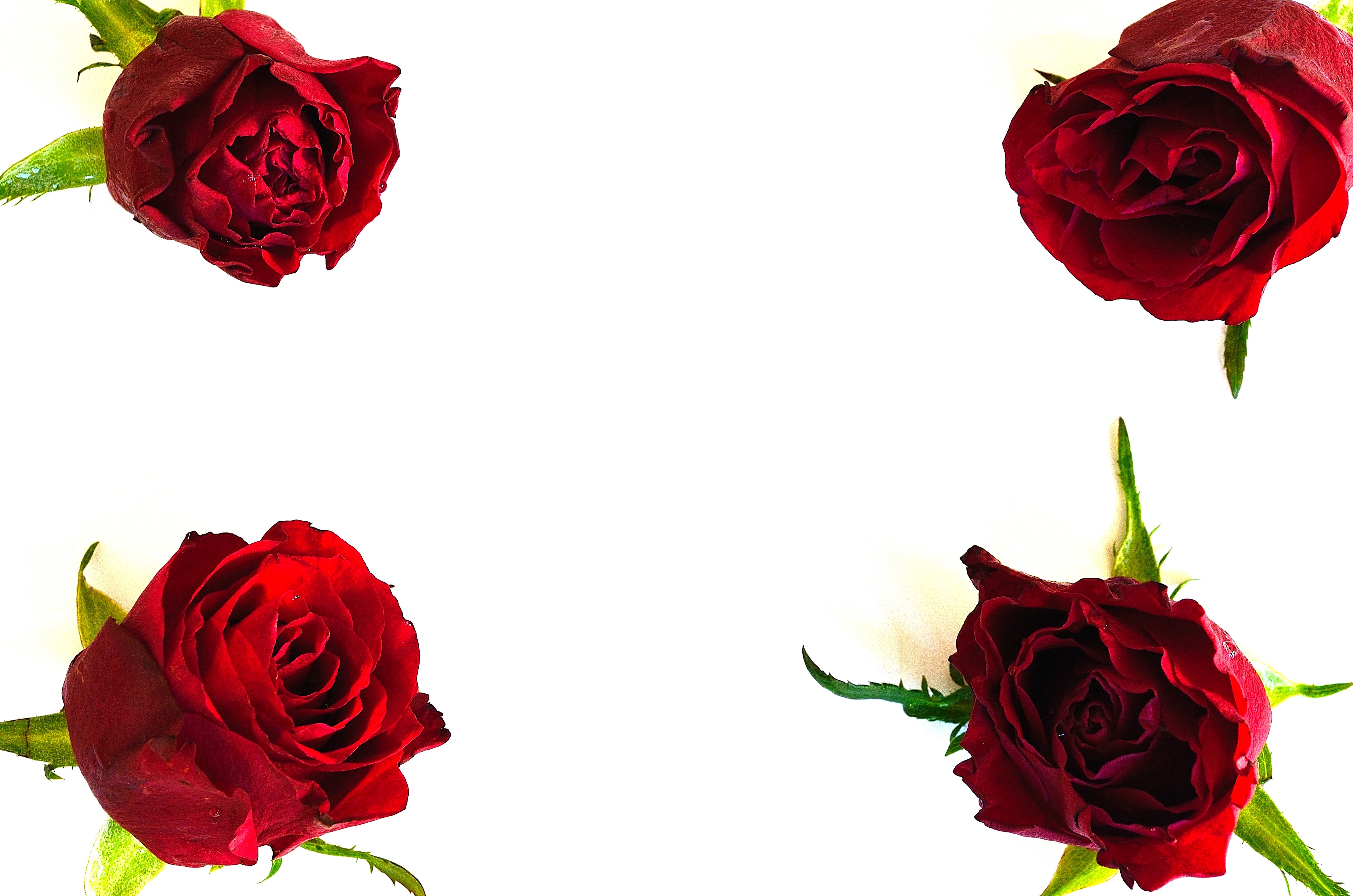 Flowers for valentine's day free image download