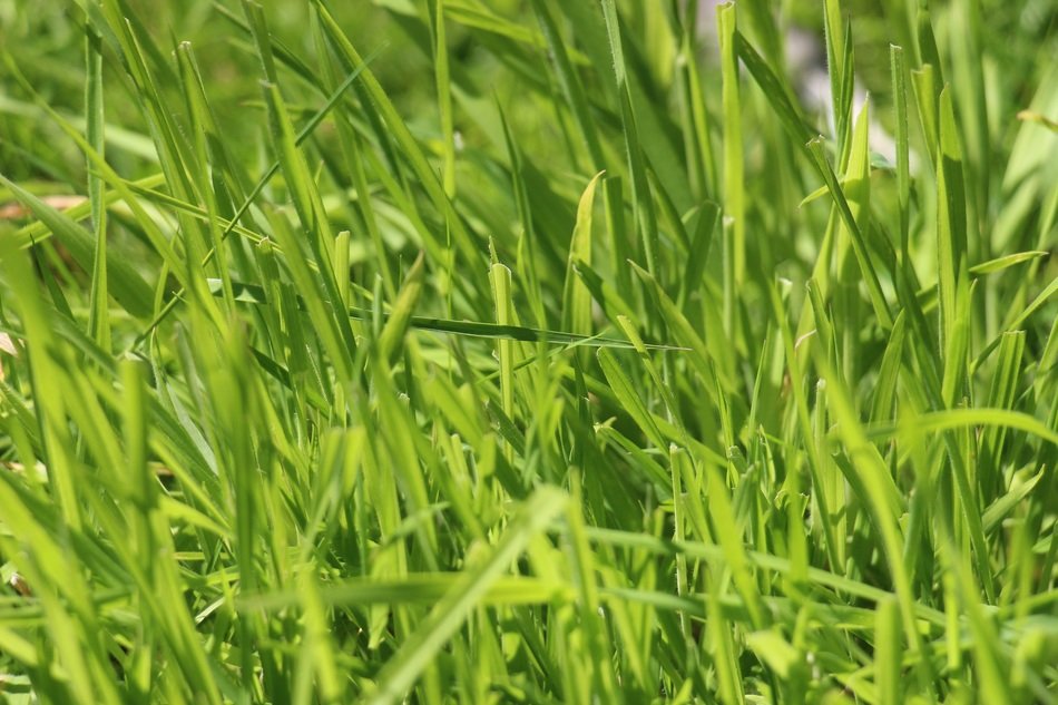 Green meadow nature grass lawn free image download