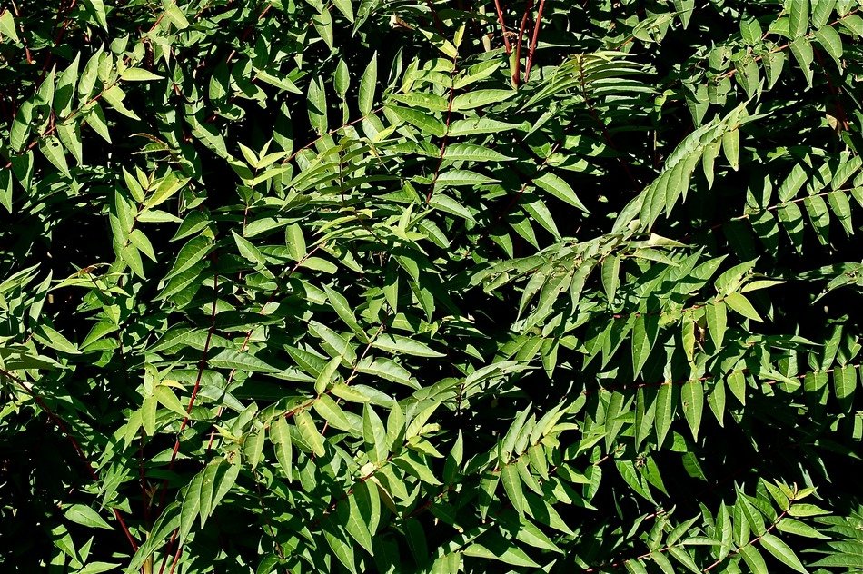 Green tree leaves free image download