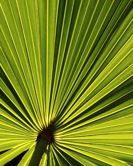 Palm leaf tropical free image download
