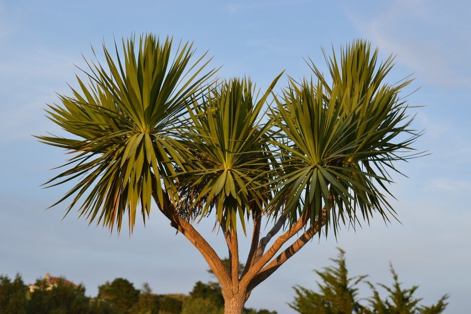 Palms trees branches green leaves free image download