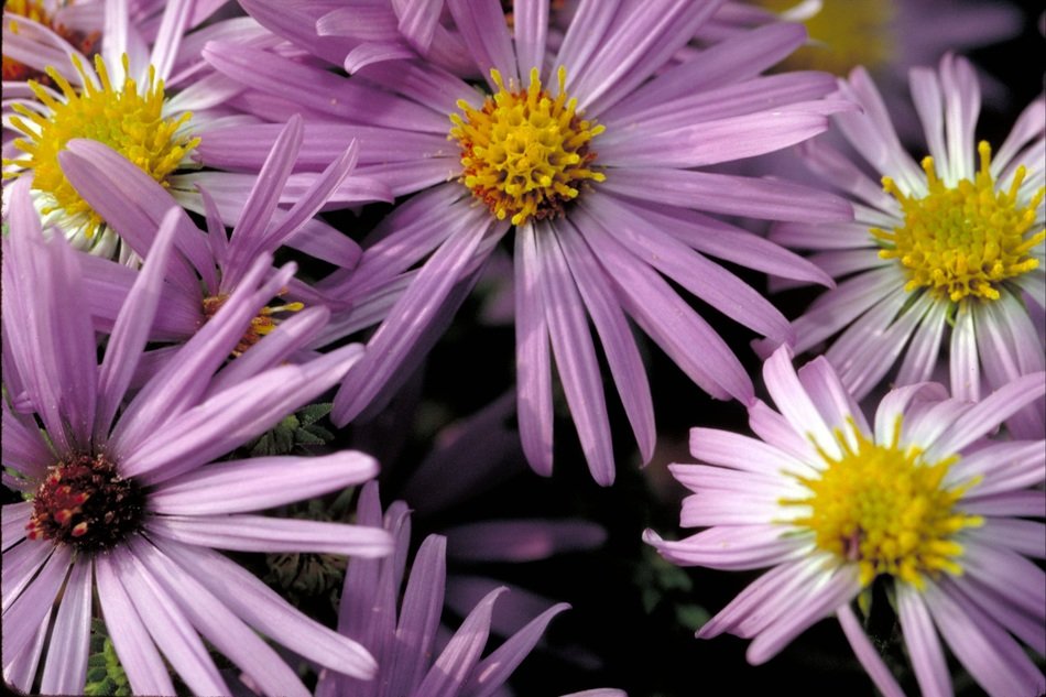 Flowers aster blossoms blooms free image download