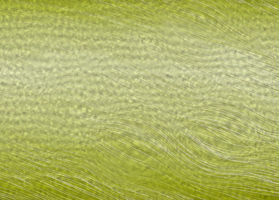 Light green texture of wallpaper free image download