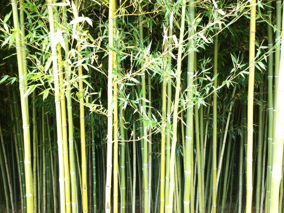 Bamboo wall green nature plant free image download