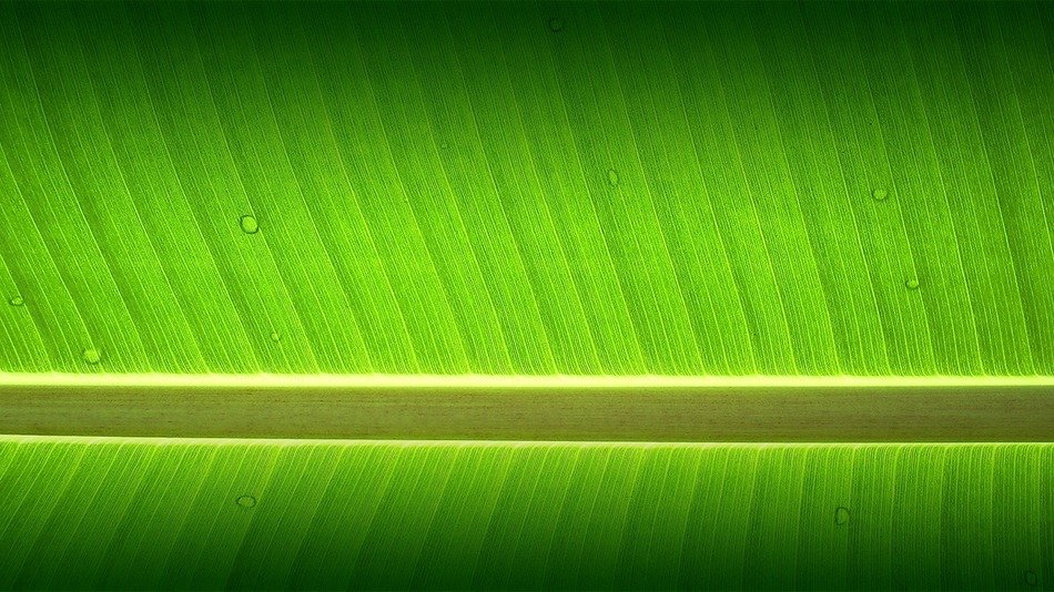 Banana tree garden wallpaper free image download