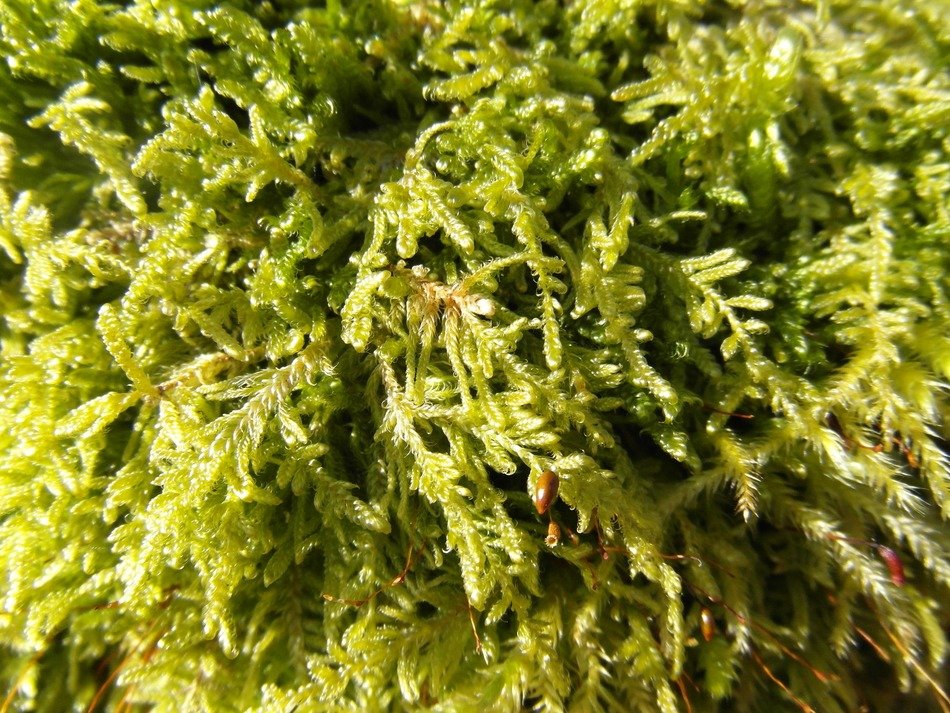 Bright green moss close up free image download