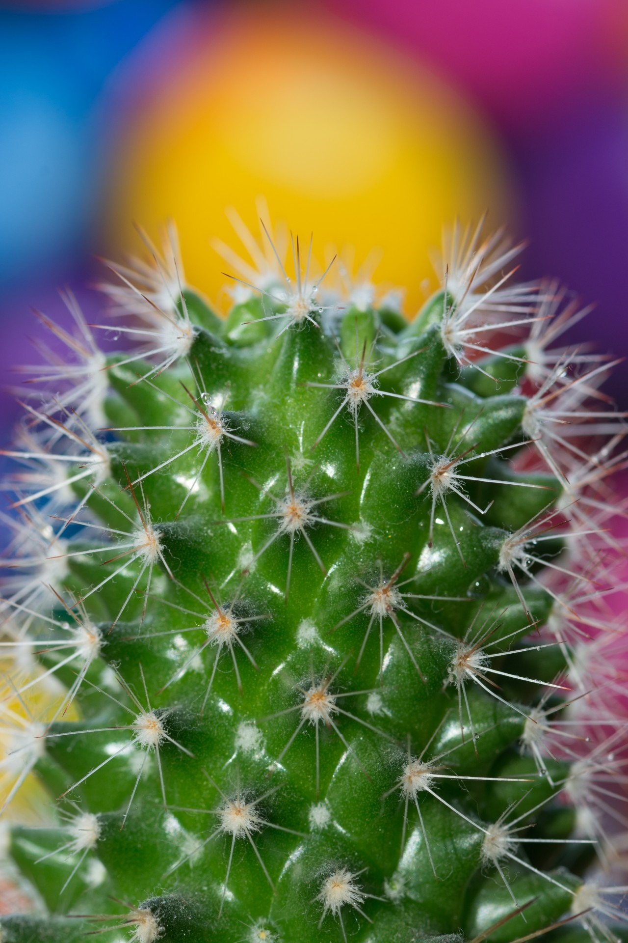 Cactus plant thistle tequila dew free image download
