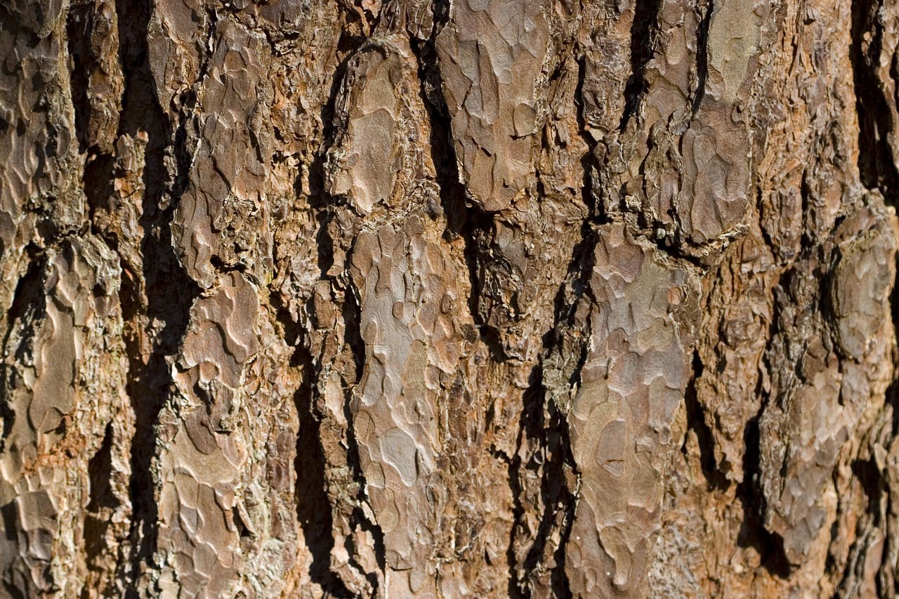Tree bark brown texture background free image download