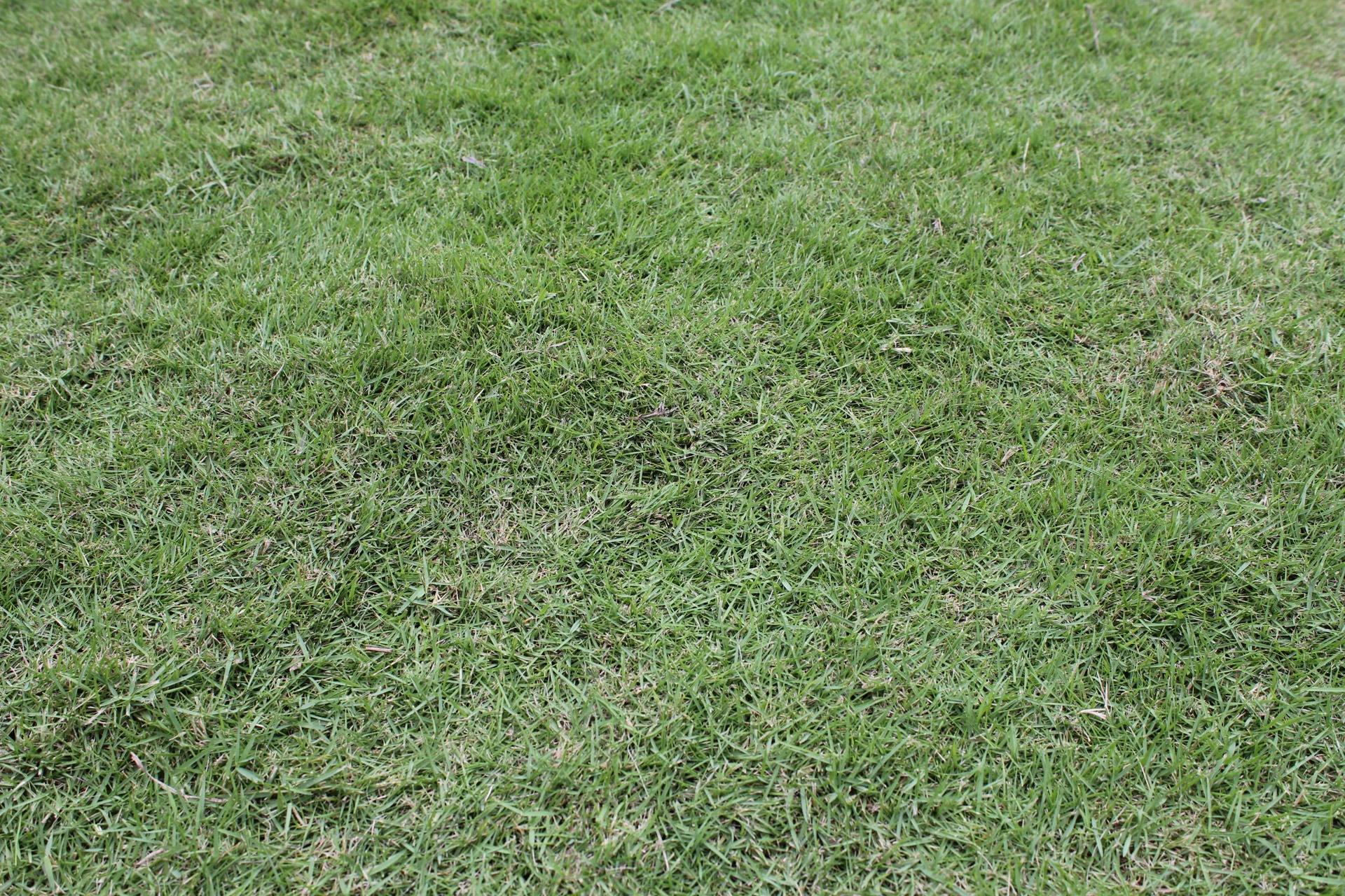 Green garden grass free image download