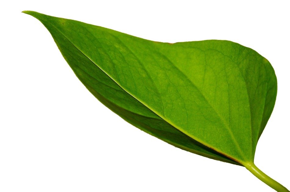 Green leaf plant decoration macro free image download