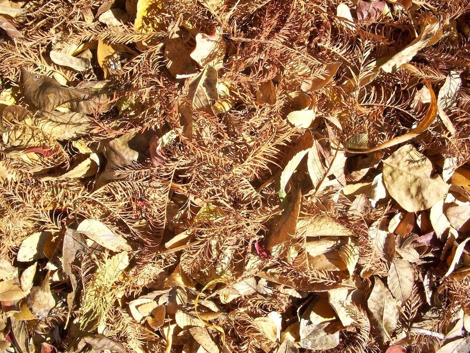 Leaves foliage dried autumn free image download