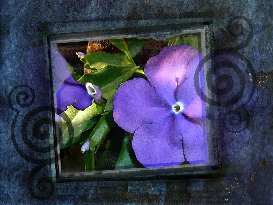 Purple flowers framed embellishment free image download