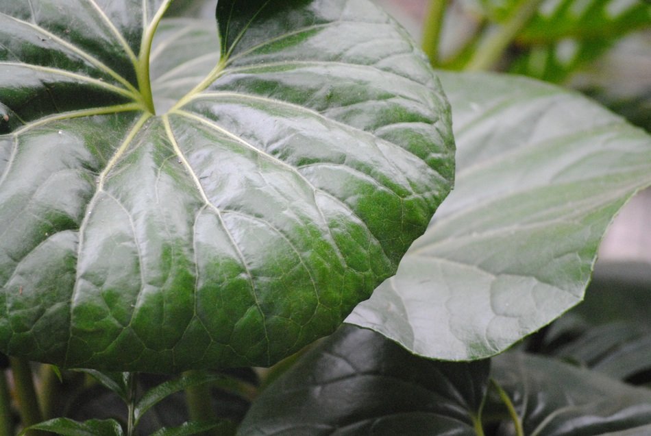 Dark green leaves free image download