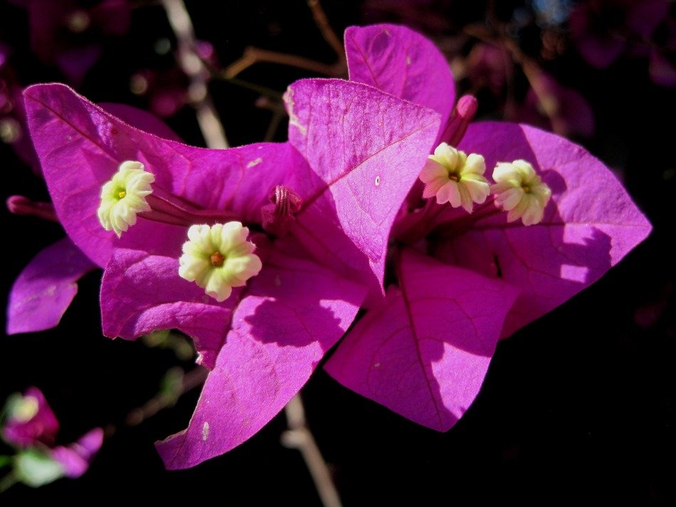 Flowers blooms deep pink petals free image download