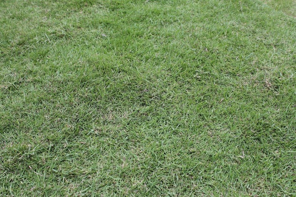 Green garden grass free image download