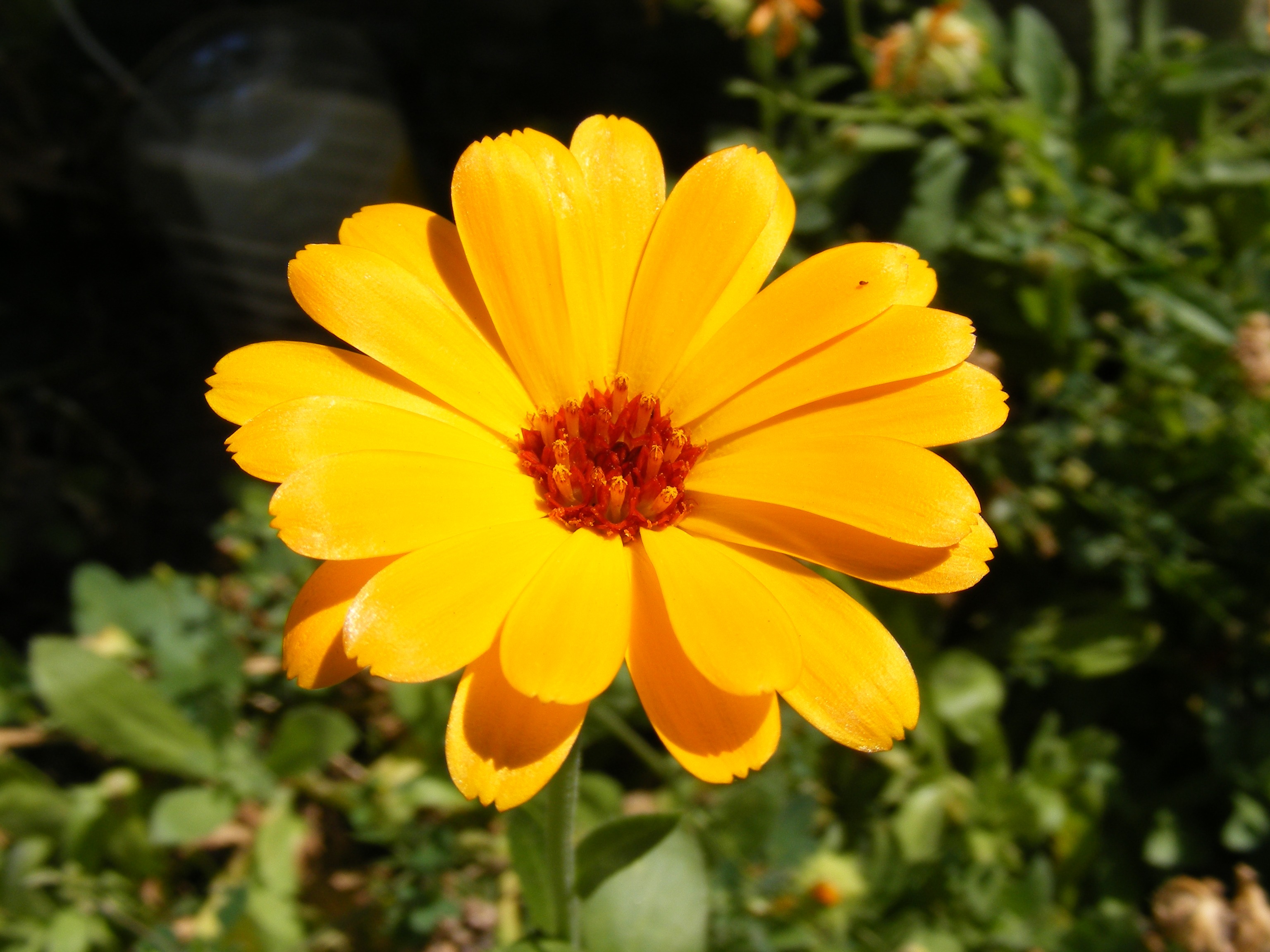 Yellow calendula flower free image download