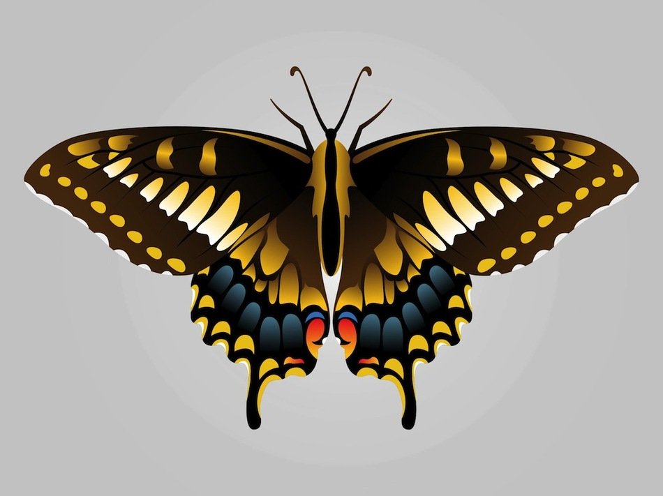 Nice Butterfly Image drawing free image download