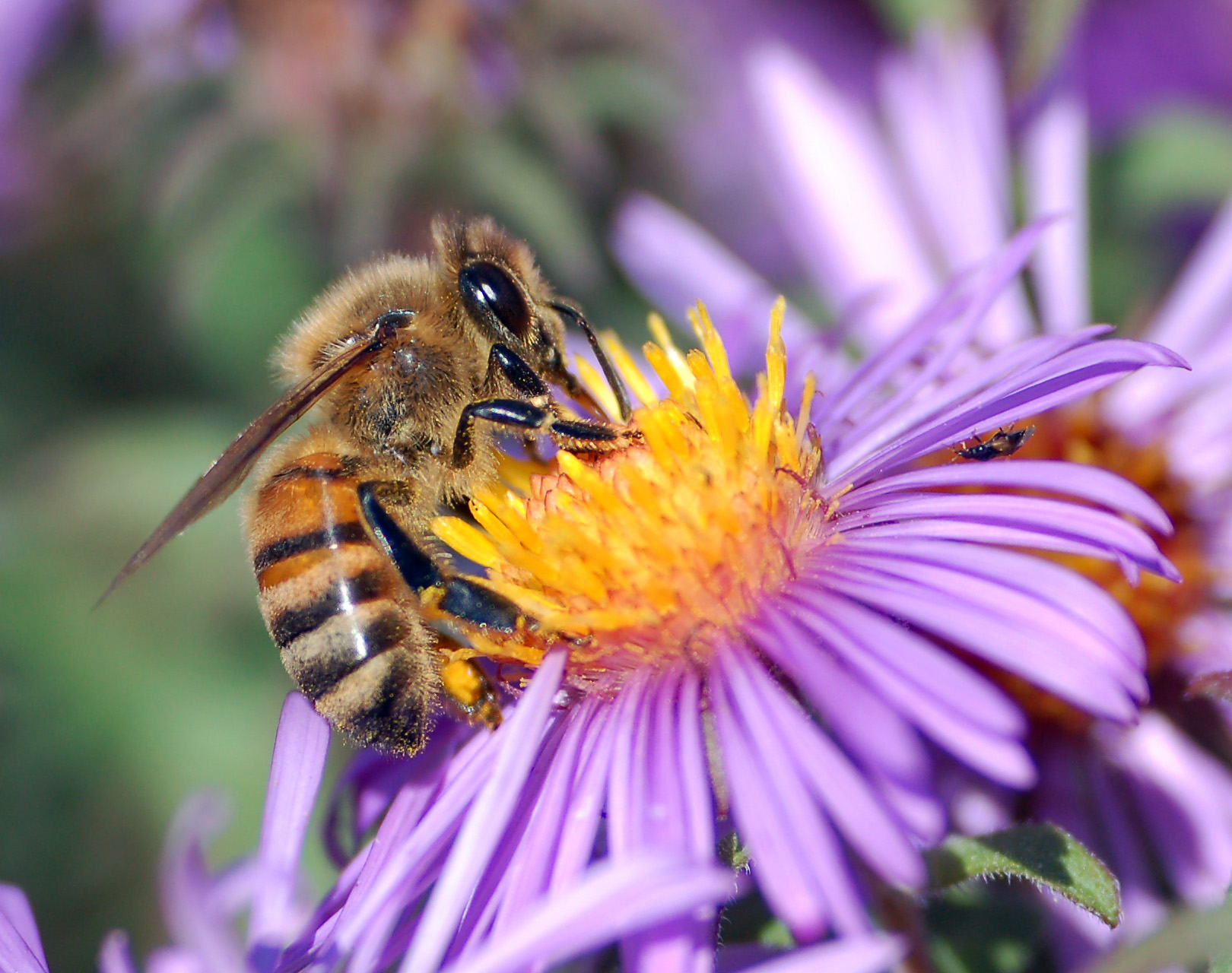 European Honey Bee on perennial aster flower free image download