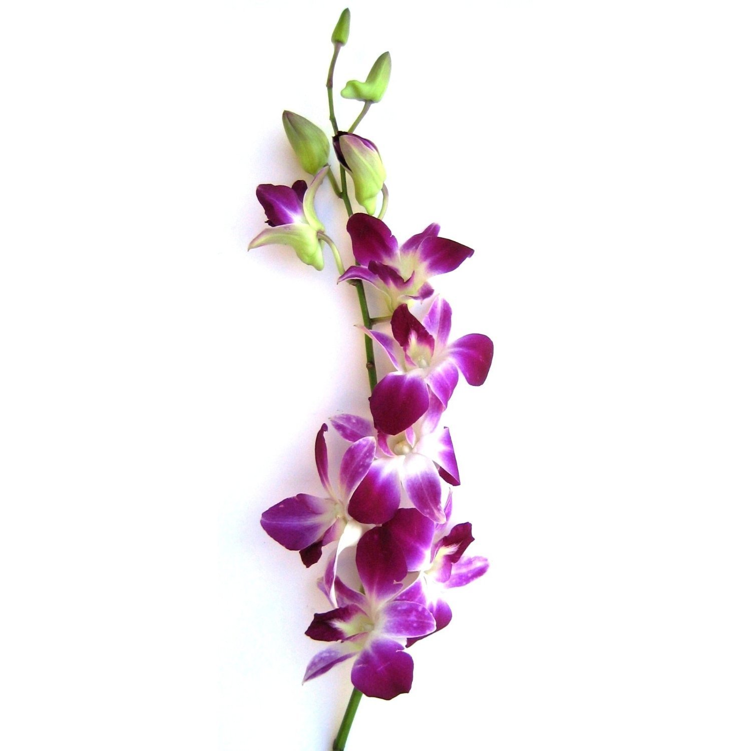 Purplewhite orchid flowers on a stalk free image download