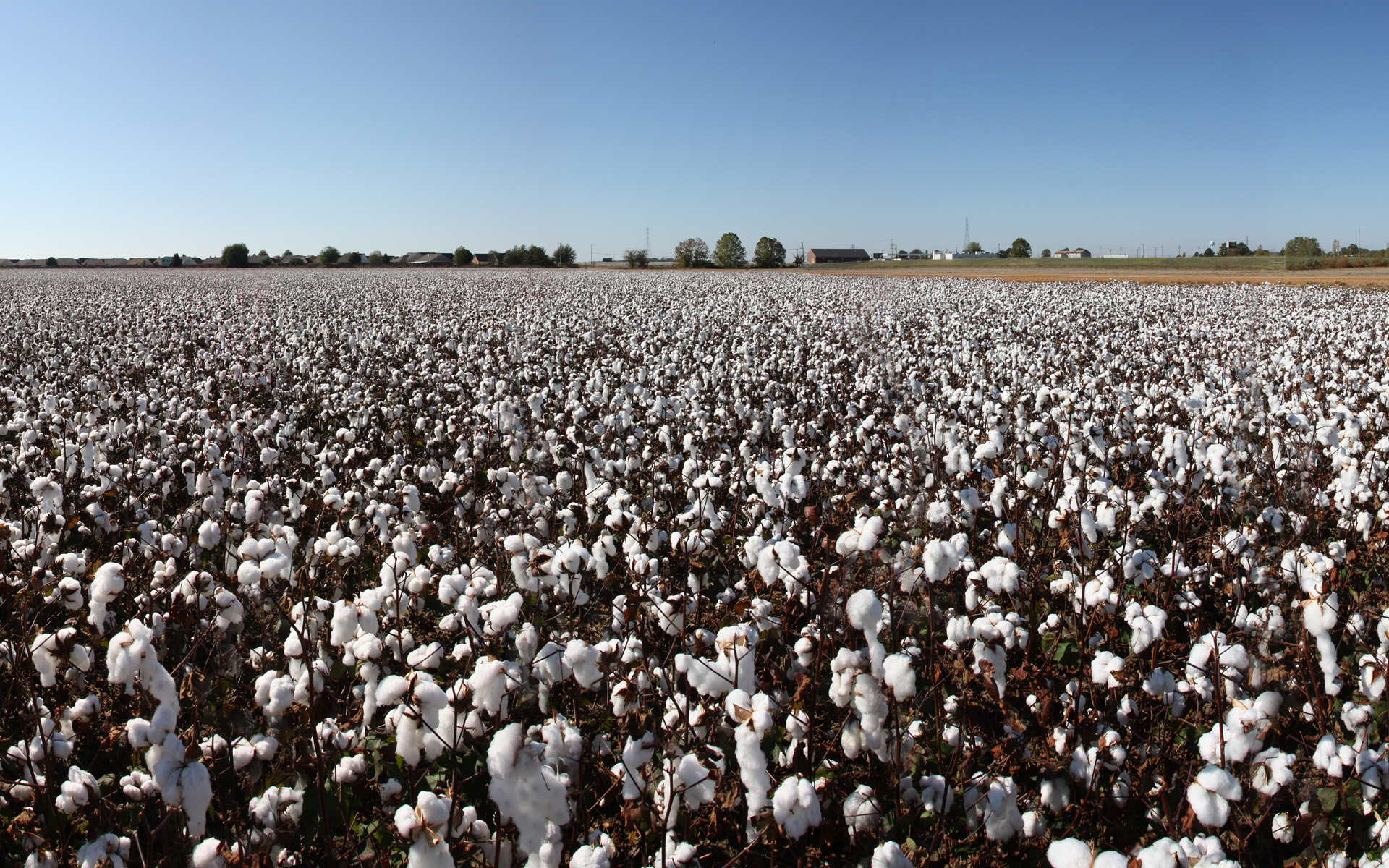 Cotton fields free image download