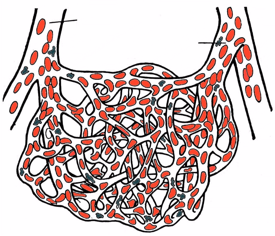 Capillary Bed Diagram drawing free image download
