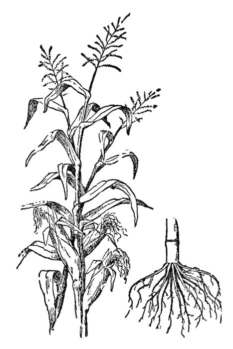 Indian Corn, Template, outline free image download