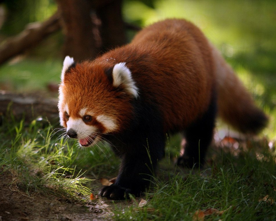 Red Panda Raster free image download