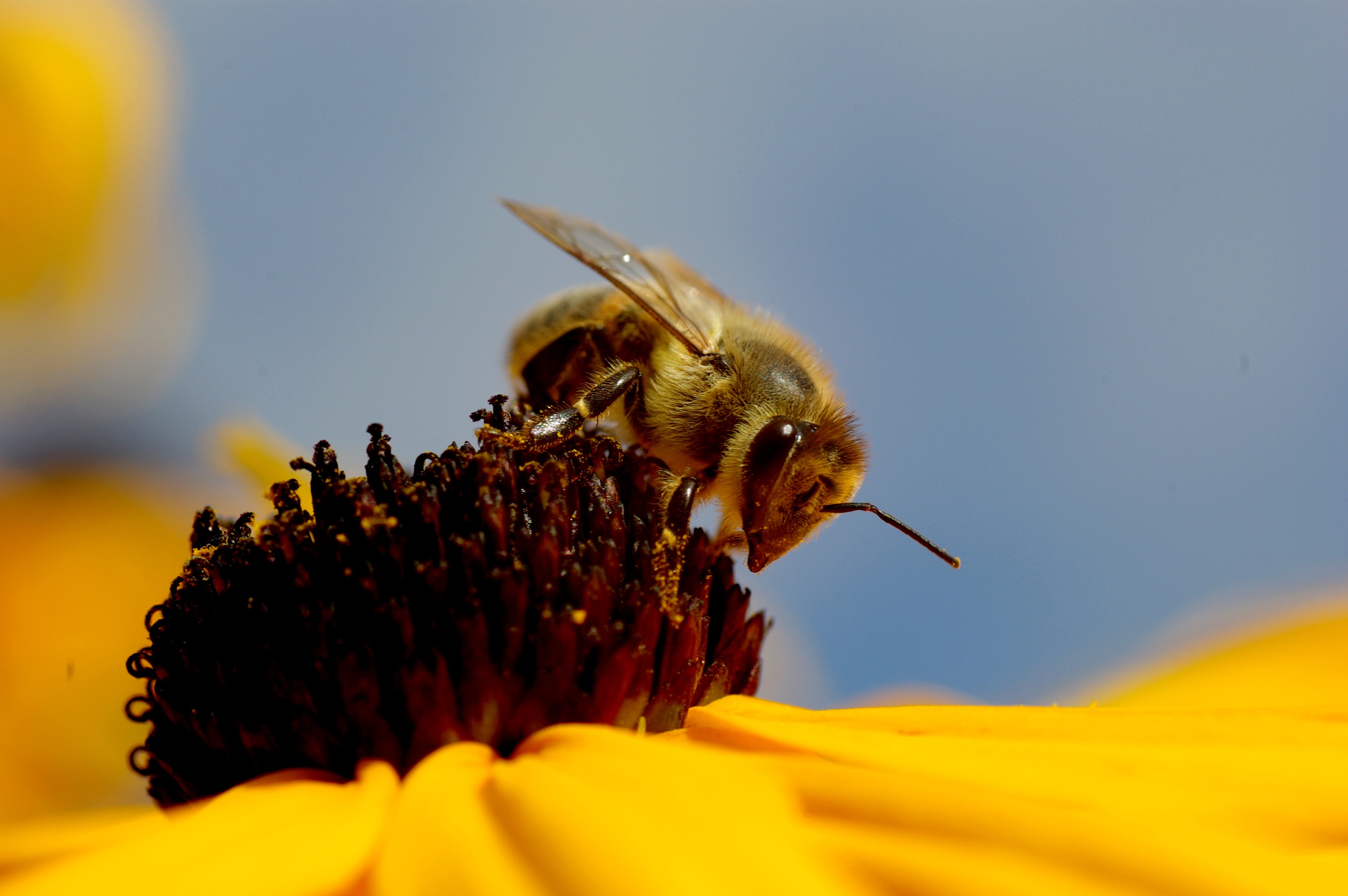 Bee on a yellow flower free image download