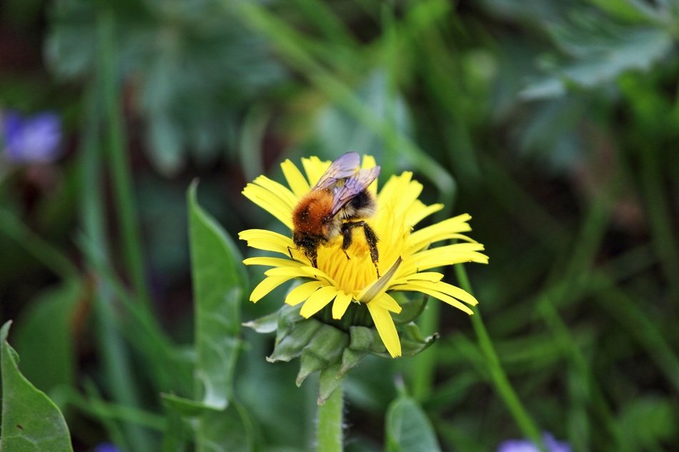 A bee collects pollen from a yellow meadow flower free image download