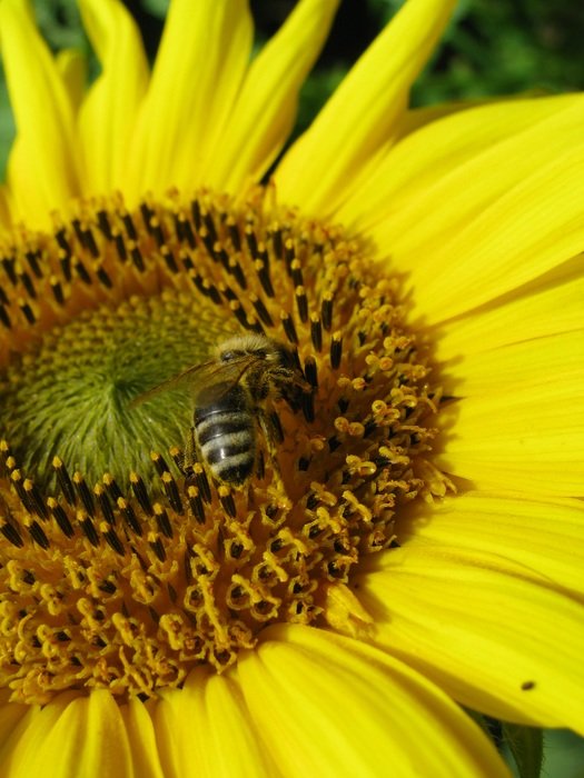 Bee collects nectar on a yellow sunflower free image download