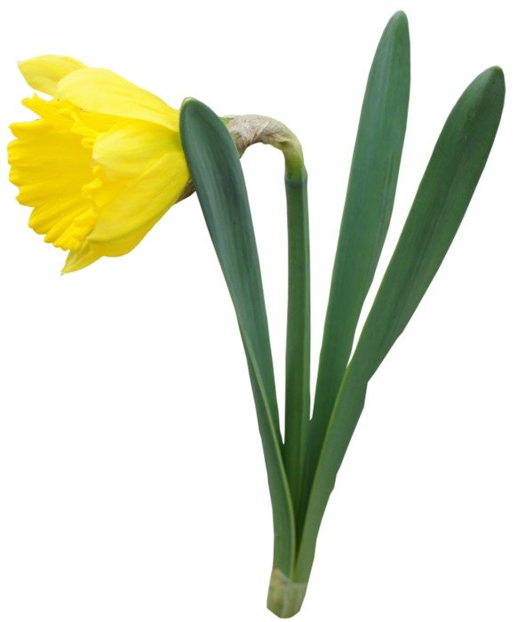 Daffodil Flower Border Clip Art free image download