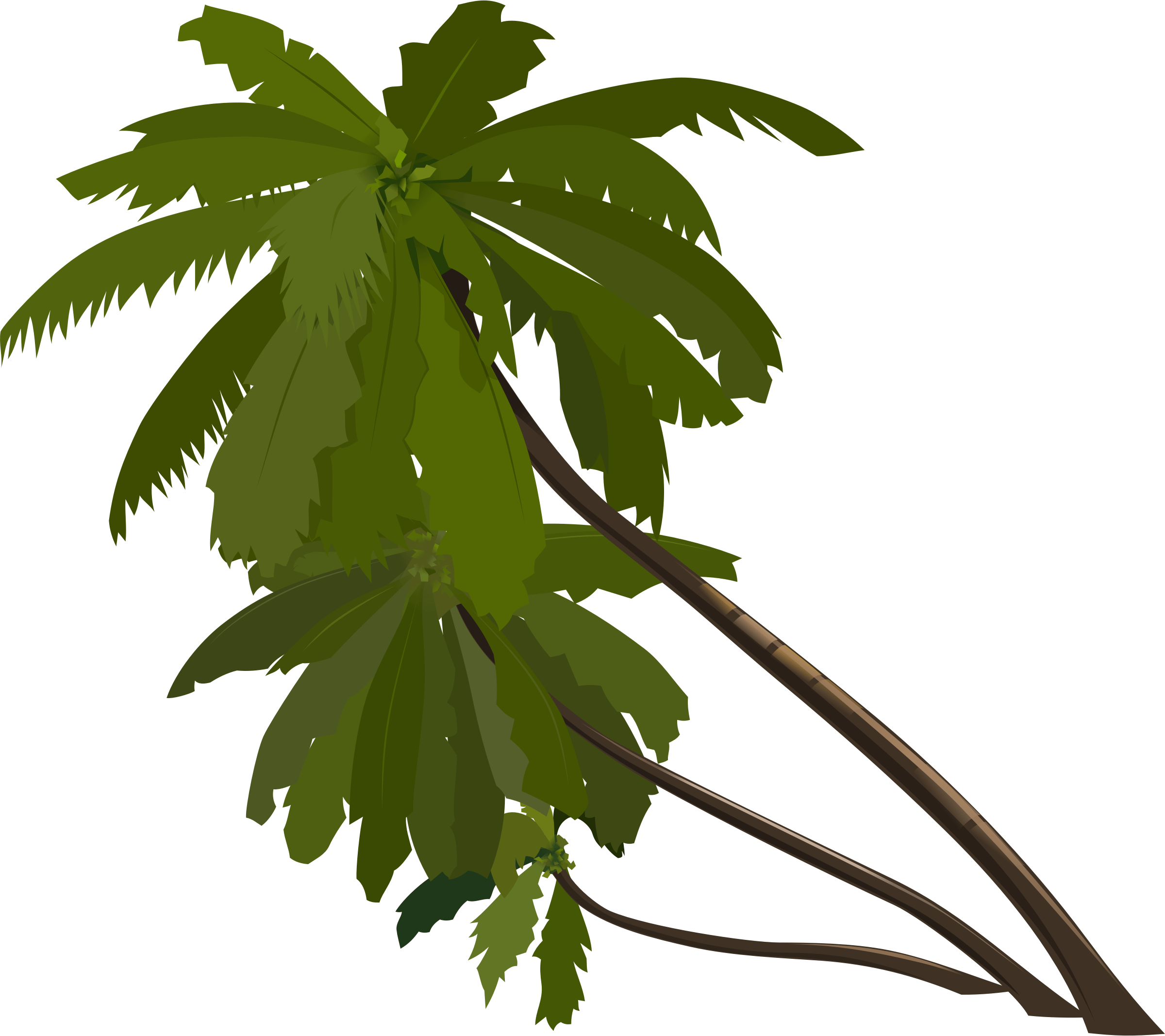 Green palm photo free image download