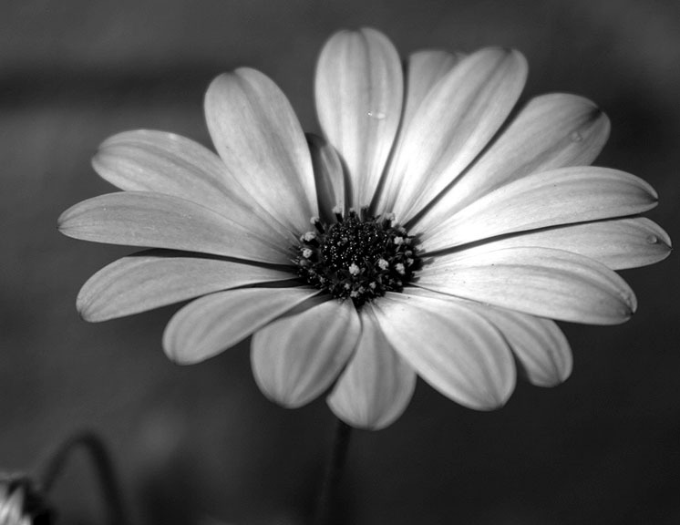 Black And White Flowers N3 free image download