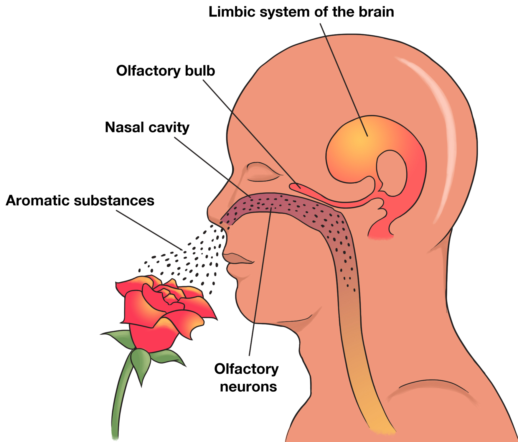 Nose and odor in anatomy free image download