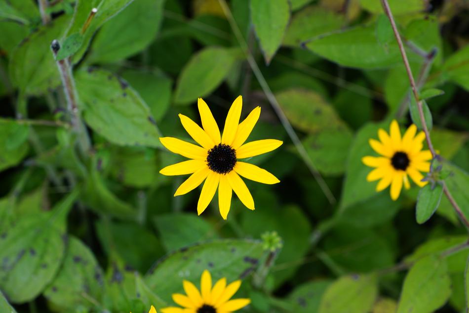 Flowers Yellow Green free image download