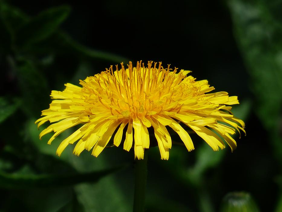 Common Dandelion yellow Flower free image download