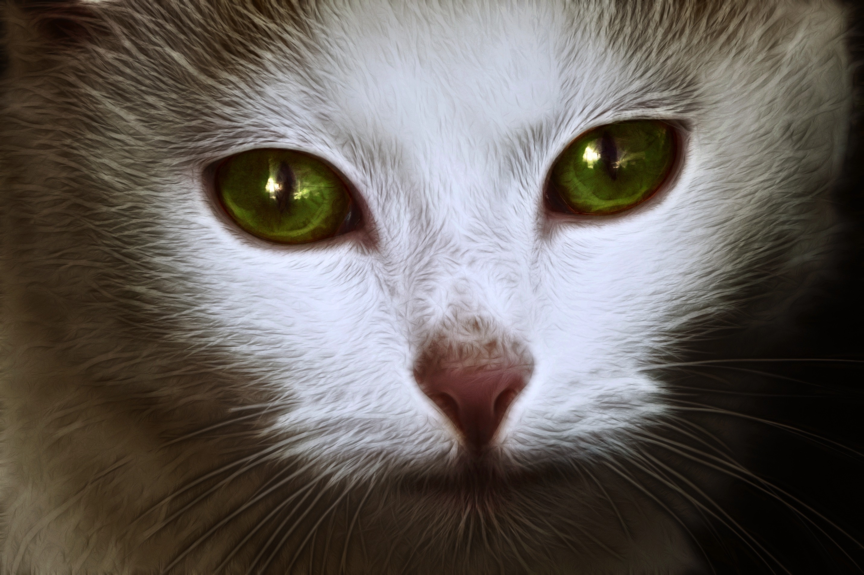 Illustration of White Cat Face free image download