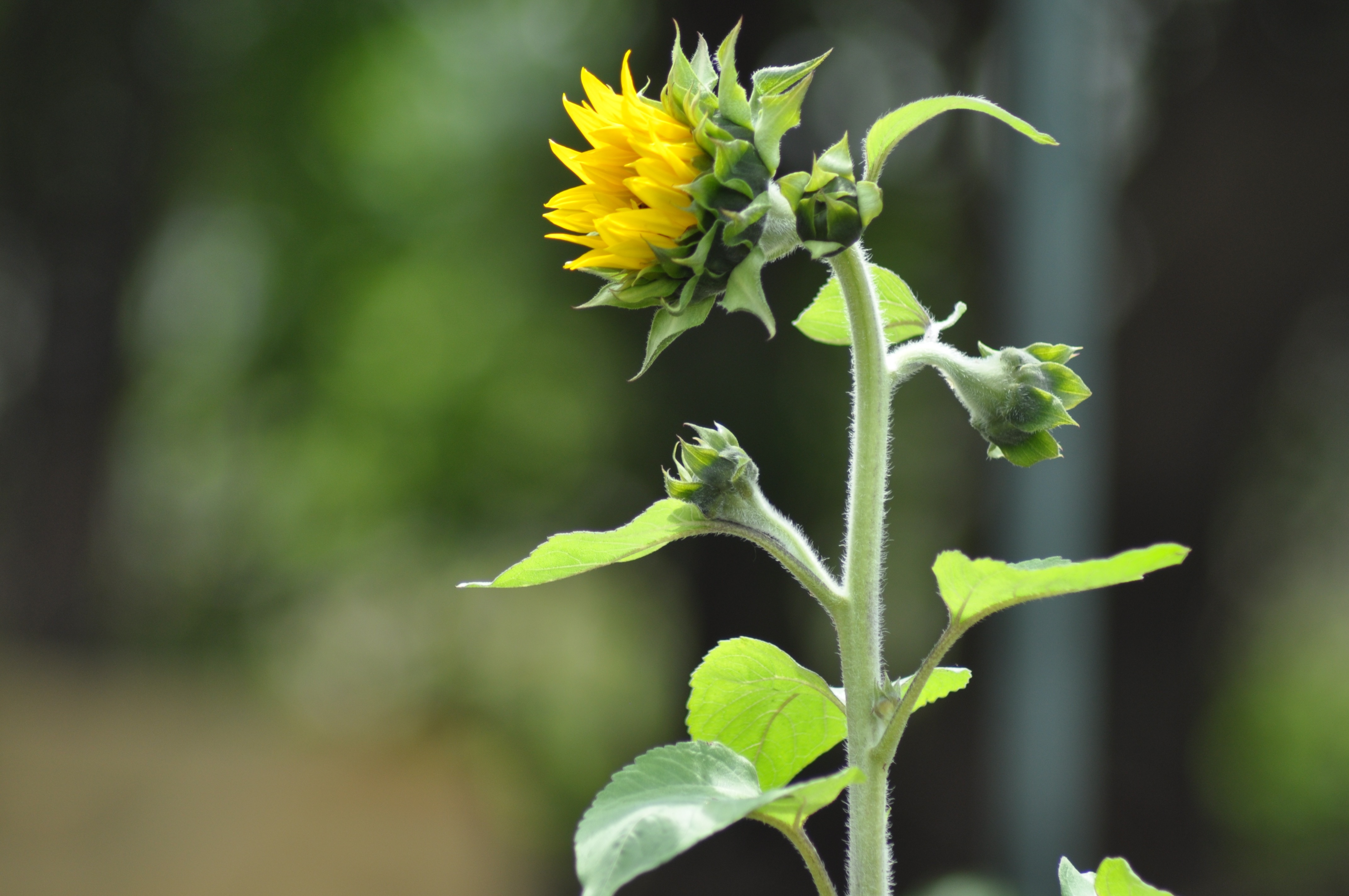Closeup of the beautiful Sunflower plant with yellow flowers and green